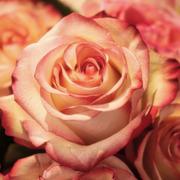 paragnost Rose 
